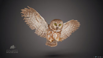 3D photo of a Northern Saw Whet Owl