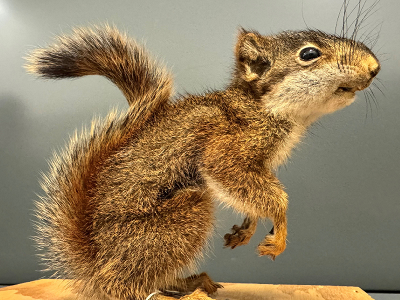 A taxidermied squirrel