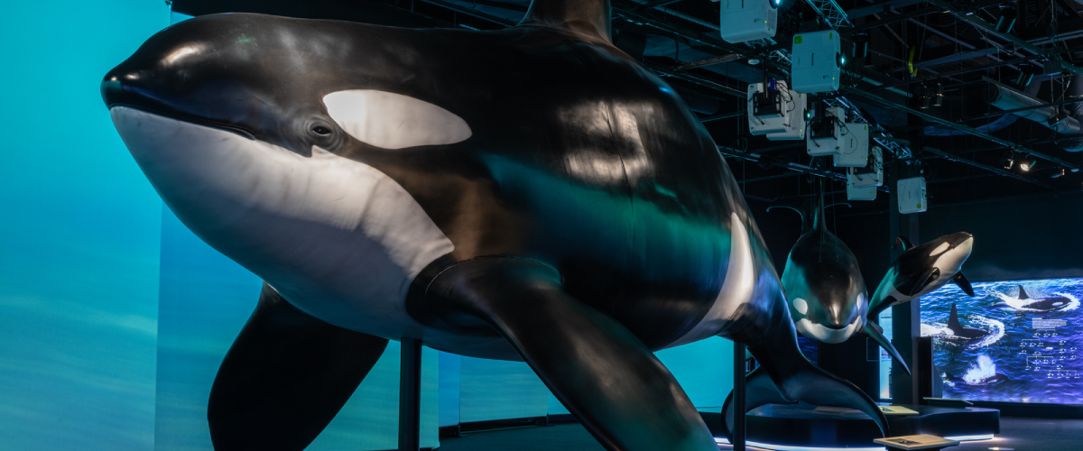 an orca sculpture in the Orcas exhibit space