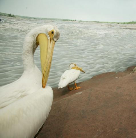 Pelicans