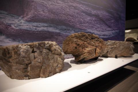 stromatolites