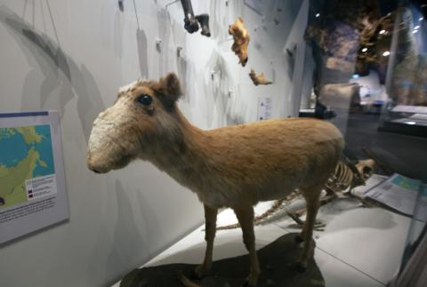 Saiga Antelope