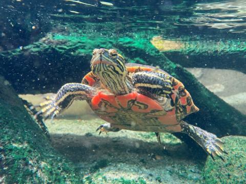 An orange and green-coloured Western Painted Turtle swims under water