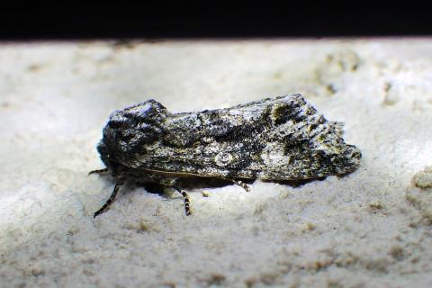 A grey grote's sallow moth, photographed from the side. The moth's wings point to the right, while it's tiny legs are visible underneath. 