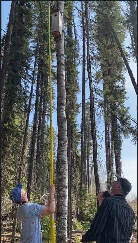 team looking up at the nest box