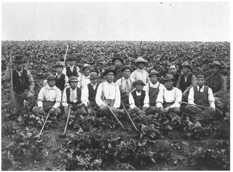 A black and white photo of 18 Japanese Canadian workers sitting in a sugar beet field