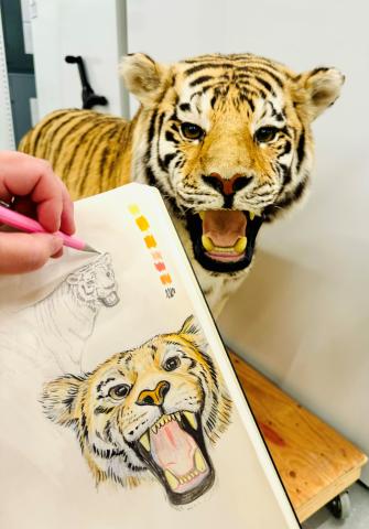 A hand holds a sketchbook with drawings of a tiger in it. We can see a stuffed specimen of a Tiger behind the sketchbook.