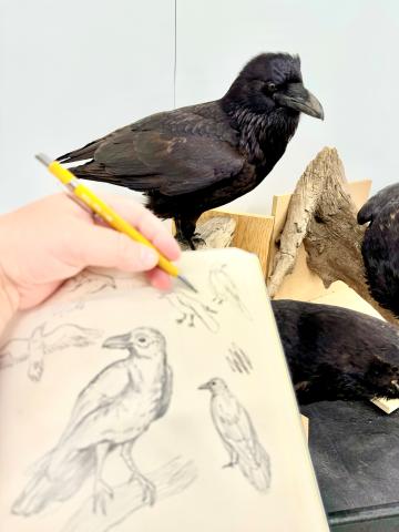 A hand holding a pencil and a sketchbook. The sketchbook has a bunch of small sketches of a raven. We can see the taxidermy raven that was the model for the sketches in the background of this photo.