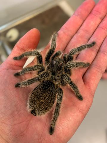 A close up of a hand holding a tarantula. The spider is about the size of the palm of the hand. It is dark brown with fine, light brown hairs covering it's body and legs.