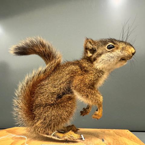 a taxidermied squirrel