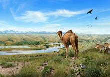 Painting of prehistoric Alberta. A camel in the foreground looking down into a river valley.