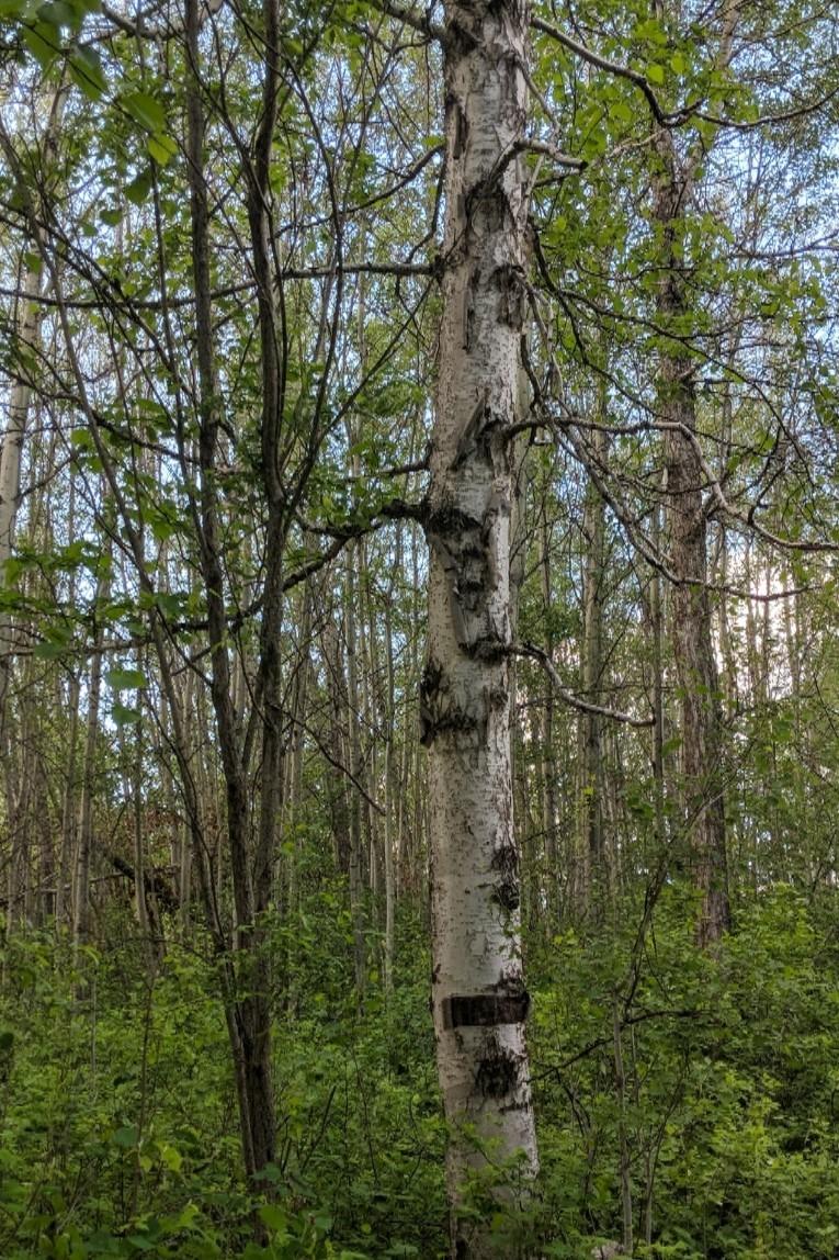 trees in a forest